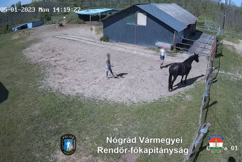 A két férfinak ugyan sikerült megfogni a lovat, ám az később elszabadult és hazaügetett. (Fotó: Nógrád Vármegyei Rendőr-főkapitányság)