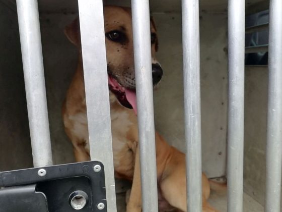 Az állatvédők elvitték a nagyoroszi férfinál talált kutyákat (Fotó: Nógrád Vármegyei Rendőr-főkapitányság)
