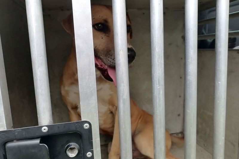 Az állatvédők elvitték a nagyoroszi férfinál talált kutyákat (Fotó: Nógrád Vármegyei Rendőr-főkapitányság)